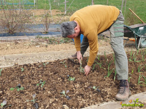 Gemüsesorten die wir Anfang Frühling säen und pflanzen